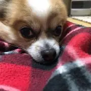 あゆ