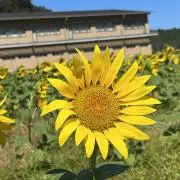 かわの画像