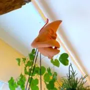 コルチカムの画像