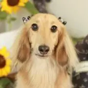 くーまま