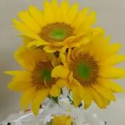 ちゆの画像