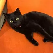 うーたん