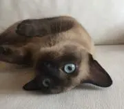 たかの画像