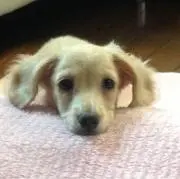 さくらの画像
