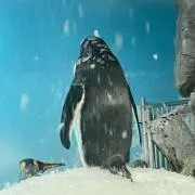 Image of メルペンギン