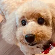 かねなな