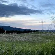とまとの画像