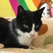 蓮