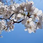 レオの画像
