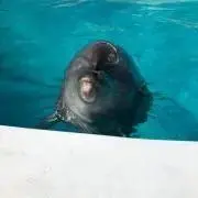 リン