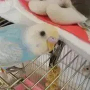 みおんの画像