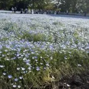 Nagisaの画像