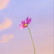 ふわり