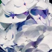 Michealの画像