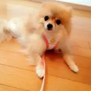 みー