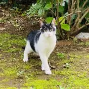 Meowの画像