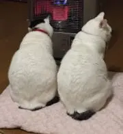 はなれおの画像