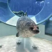 yamaの画像