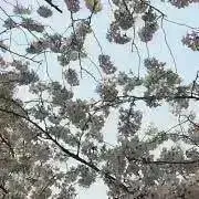 MAXの画像