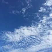 こむぎ