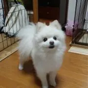 mariepomeさんの画像