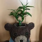 あおちゃん