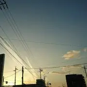 さくら
