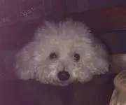 ひろりんりん