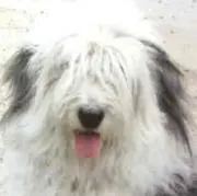 ちびたの画像