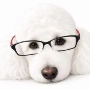 chieの画像