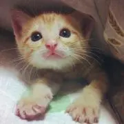 あるぱっかの画像