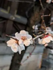 蜜柑の画像