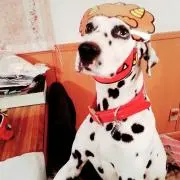 チョコビ