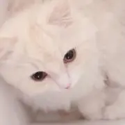 aの画像