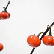 ぷちよの画像