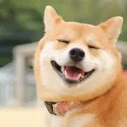 ころんの画像