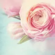 はな⸝꙳.‎˖