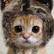 みかん
