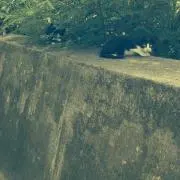た