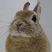 Shiiiroの画像