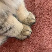 あーくんの画像