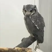 miuの画像