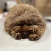 kuu♡アクセサリーの画像