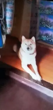 りき丸の画像