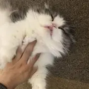 ナムルの画像