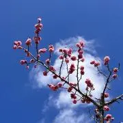ぱん