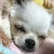 ことままの画像