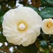 camellia
