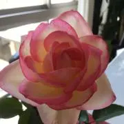 jkomの画像