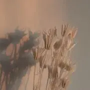 ぴぴ